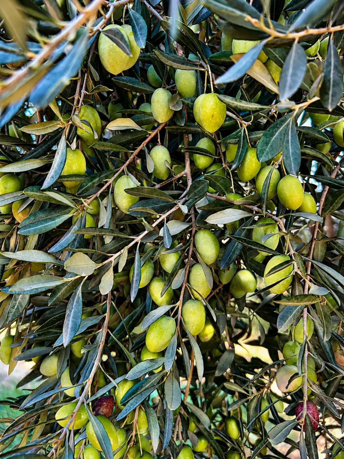 Branches heavy with green olives in an olive grove