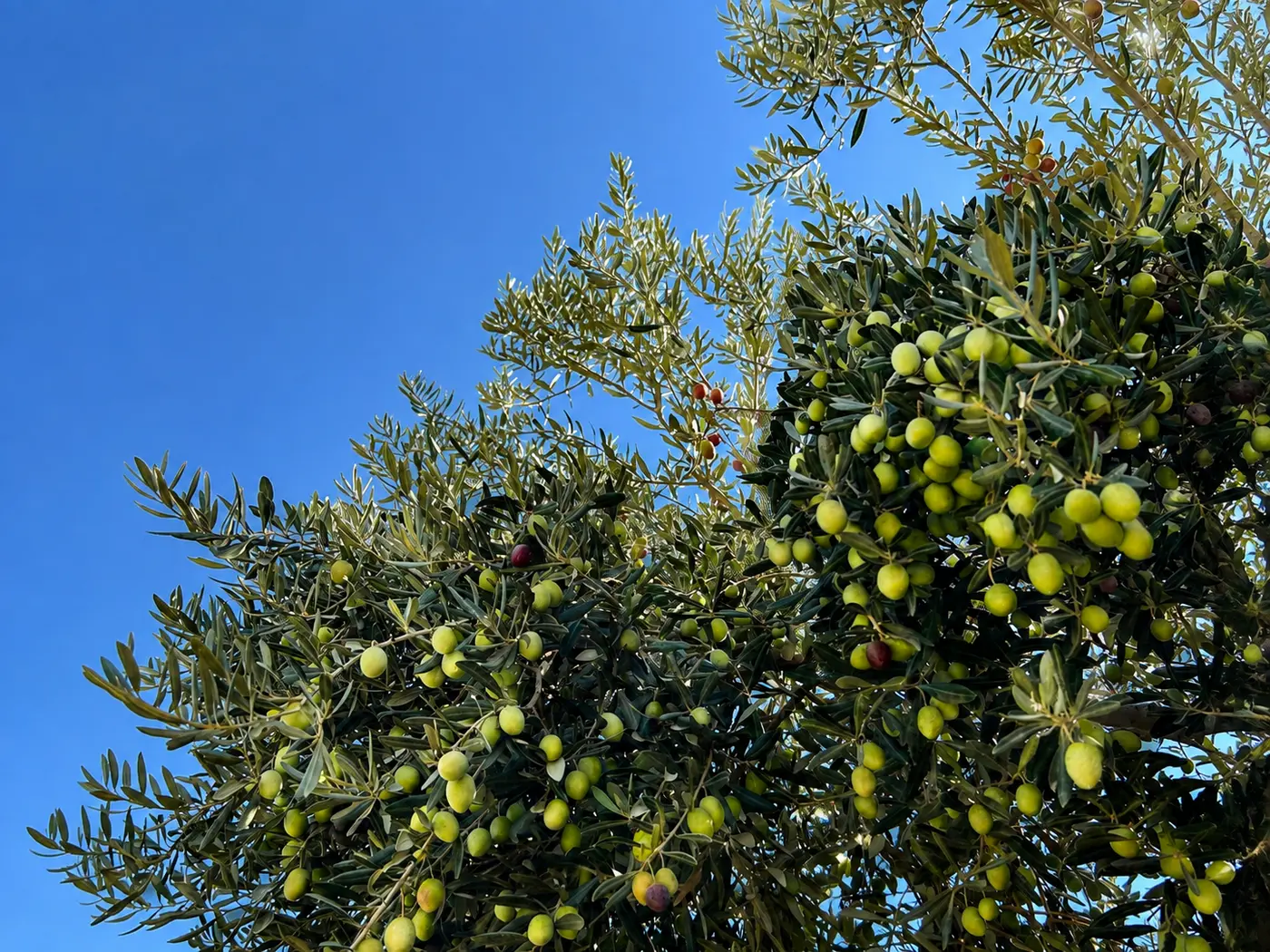 Olive tree full of green olives against a deep blue sky